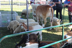 IMG 0964